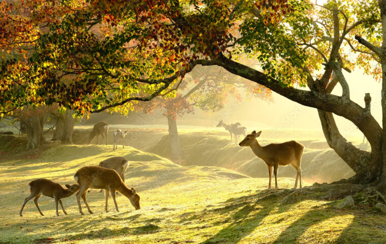 奈良の街を象徴する鹿と和装文化のイメージ