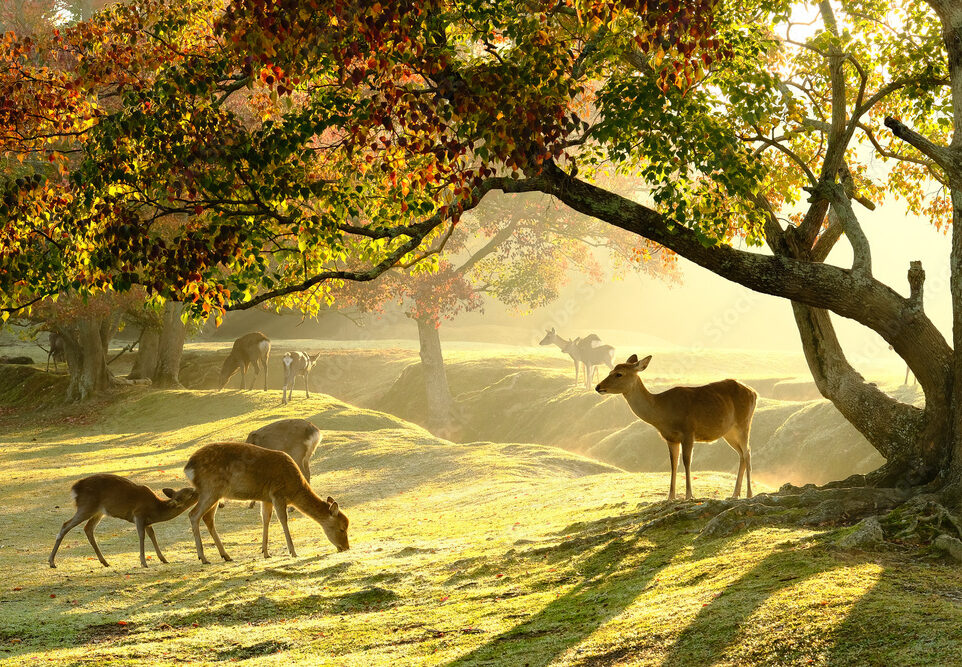奈良の街を象徴する鹿と和装文化のイメージ