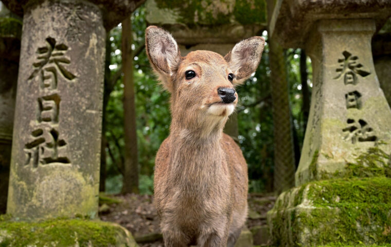 奈良の街を象徴する鹿